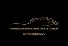 Лошади, рожденные в 2018 году в Чувашском Конном Заводе, которые будут участвовать во Всероссийском Аукционе Рысистых Лошадей 12 июля 2019 на Раменском Ипподроме