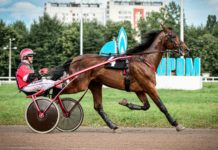 Успешное выступление на Центральном Московском Ипподроме лошади Зов Предков РМ (Weingartner — Затишь)