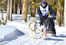 В Заволжье разыграны награды чемпионата и первенства Чувашии по ездовому спорту