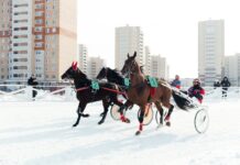 Около двух тысяч зрителей болели за лошадей и наездников во время Снежного Кубка Чувашии 2025 по конным бегам.